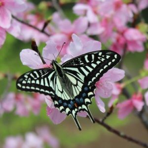 Meet your Posher, Jessie